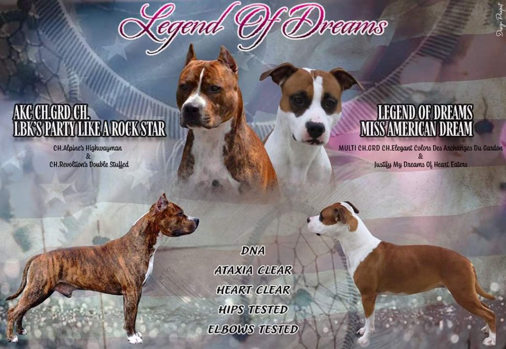 Legend Of Dreams - American Staffordshire Terrier - Portée née le 08/03/2020