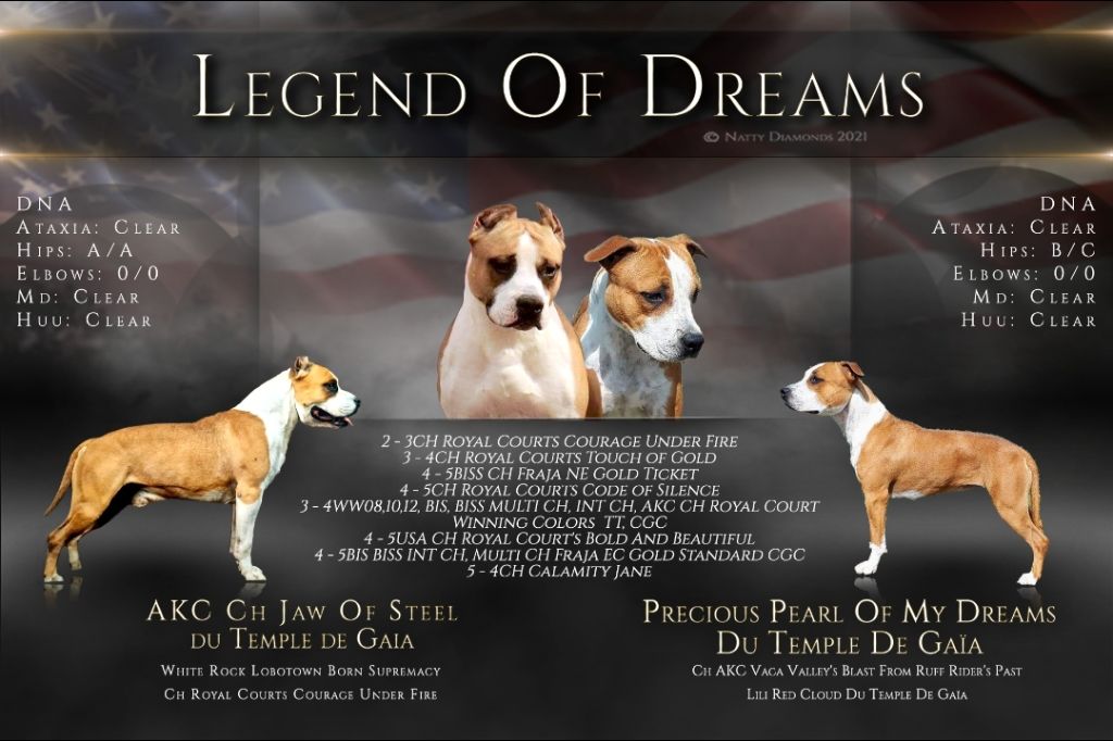Legend Of Dreams - American Staffordshire Terrier - Portée née le 12/10/2021