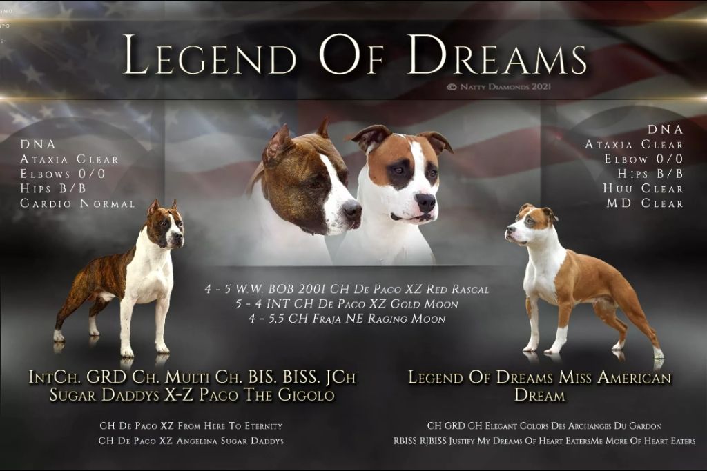 Legend Of Dreams - American Staffordshire Terrier - Portée née le 05/07/2021