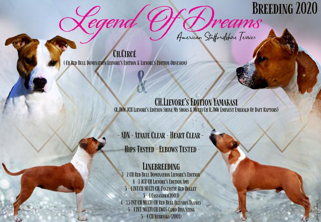 Legend Of Dreams - American Staffordshire Terrier - Portée née le 27/01/2020