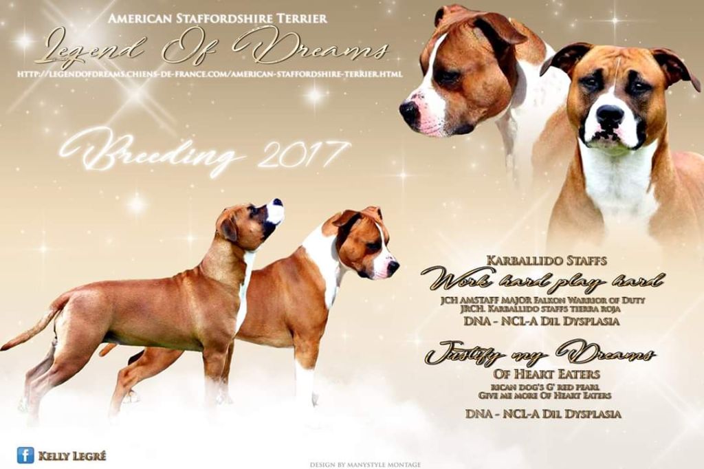 Legend Of Dreams - American Staffordshire Terrier - Portée née le 27/12/2017
