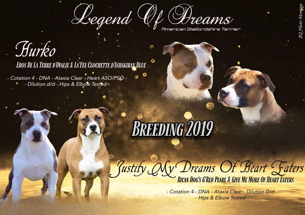 Legend Of Dreams - American Staffordshire Terrier - Portée née le 20/02/2019
