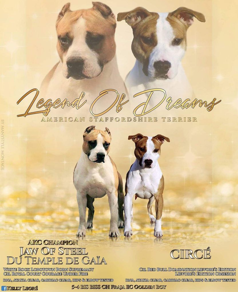 Legend Of Dreams - American Staffordshire Terrier - Portée née le 19/12/2018