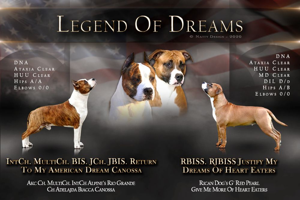 Legend Of Dreams - American Staffordshire Terrier - Portée née le 25/08/2020