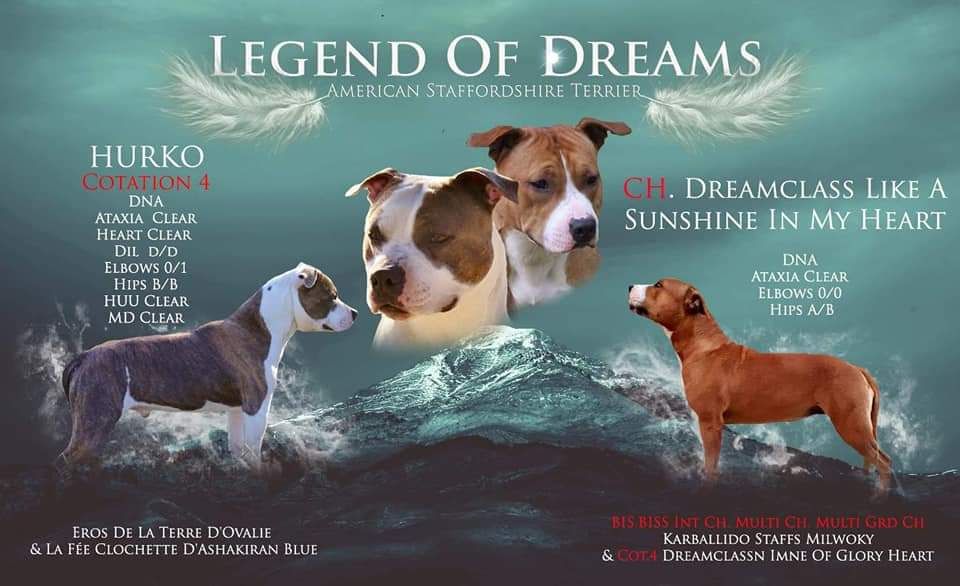 Legend Of Dreams - American Staffordshire Terrier - Portée née le 18/03/2021