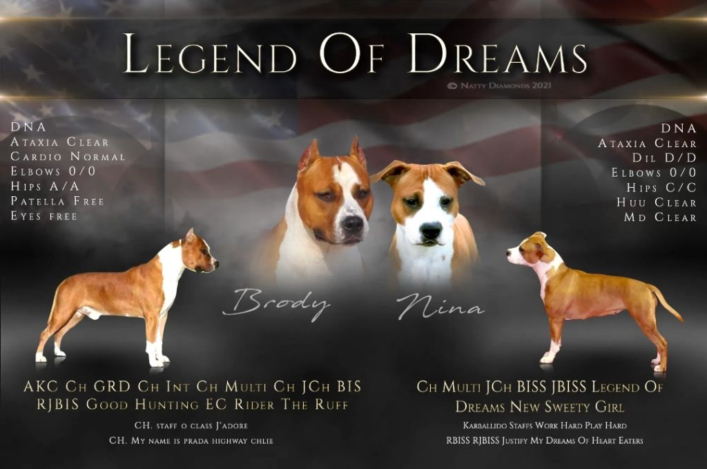 Legend Of Dreams - American Staffordshire Terrier - Portée née le 14/12/2021