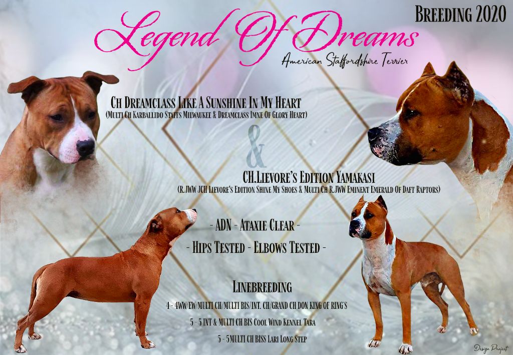 Legend Of Dreams - American Staffordshire Terrier - Portée née le 23/01/2020